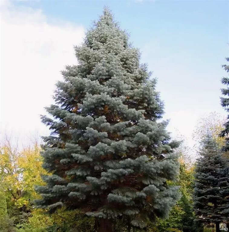 Пихта одноцветная 