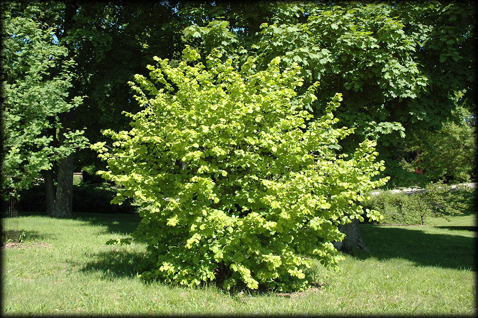 Куст дикорастущего орешника. Фото из открытых источников.