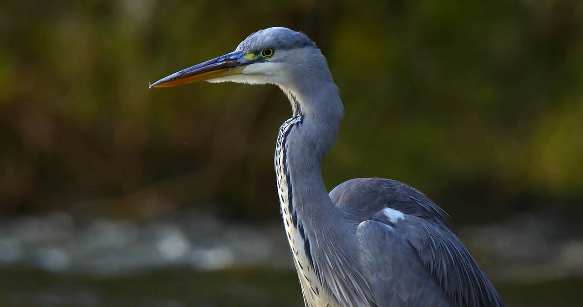 Серая цапля