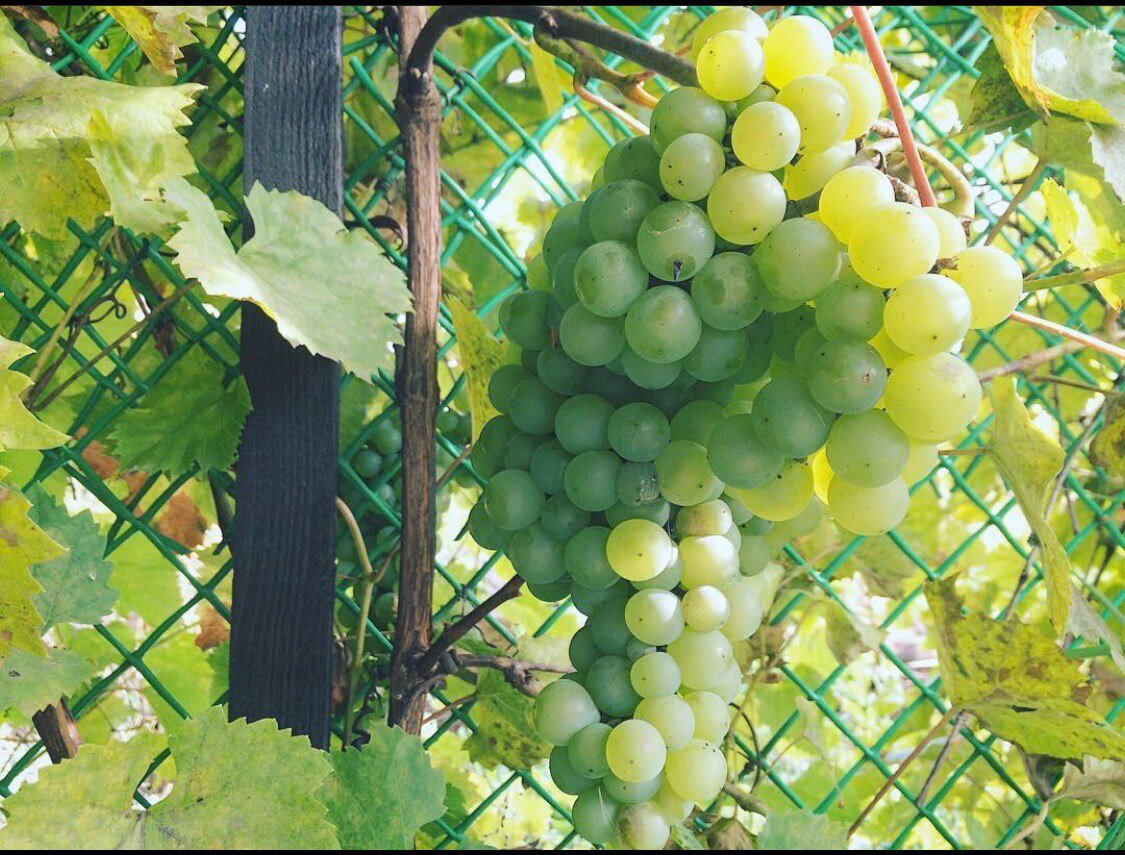 белый винный сорт винограда