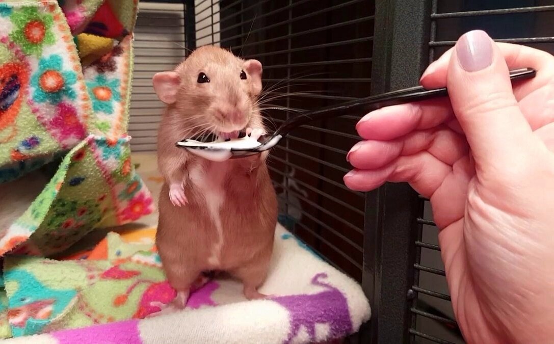 Хома кушает йогурт