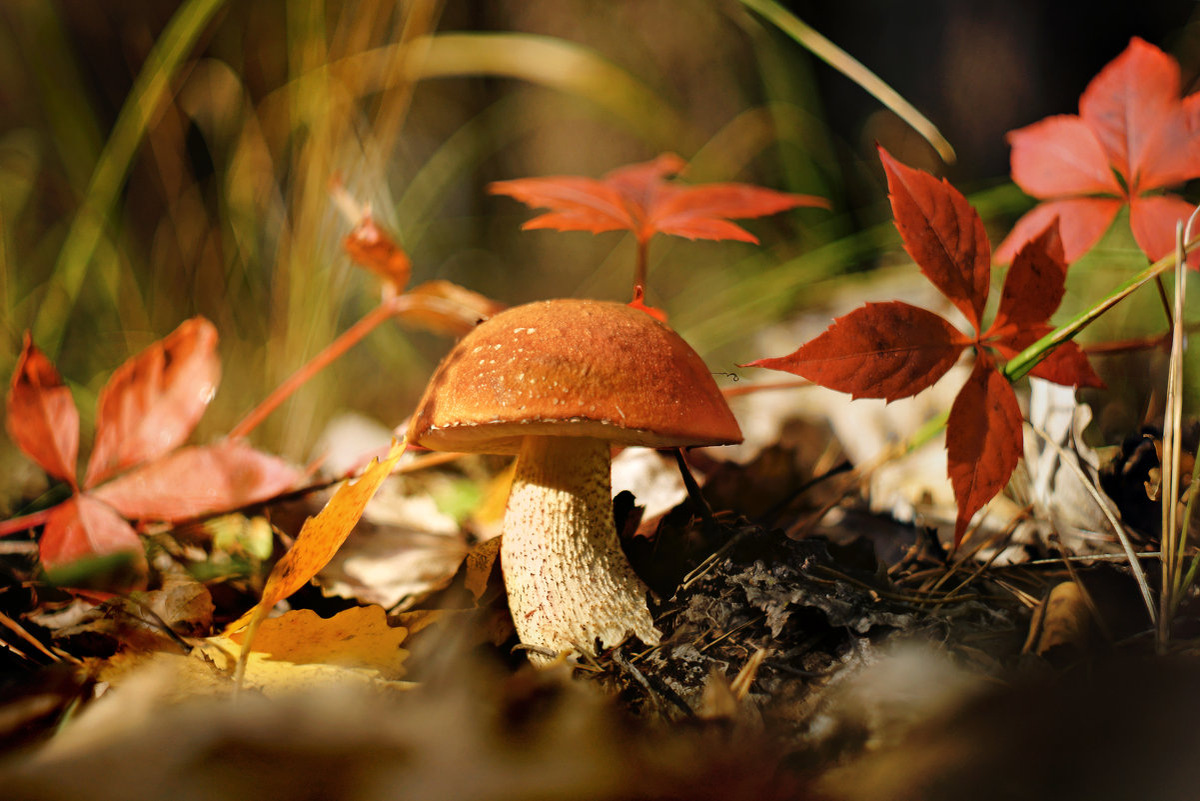 фото яндекс картинки