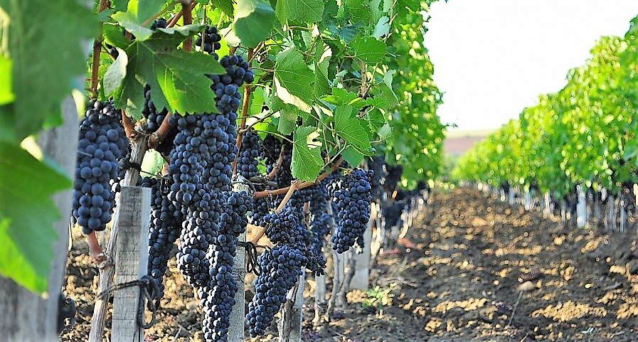 Виноградники Кубани