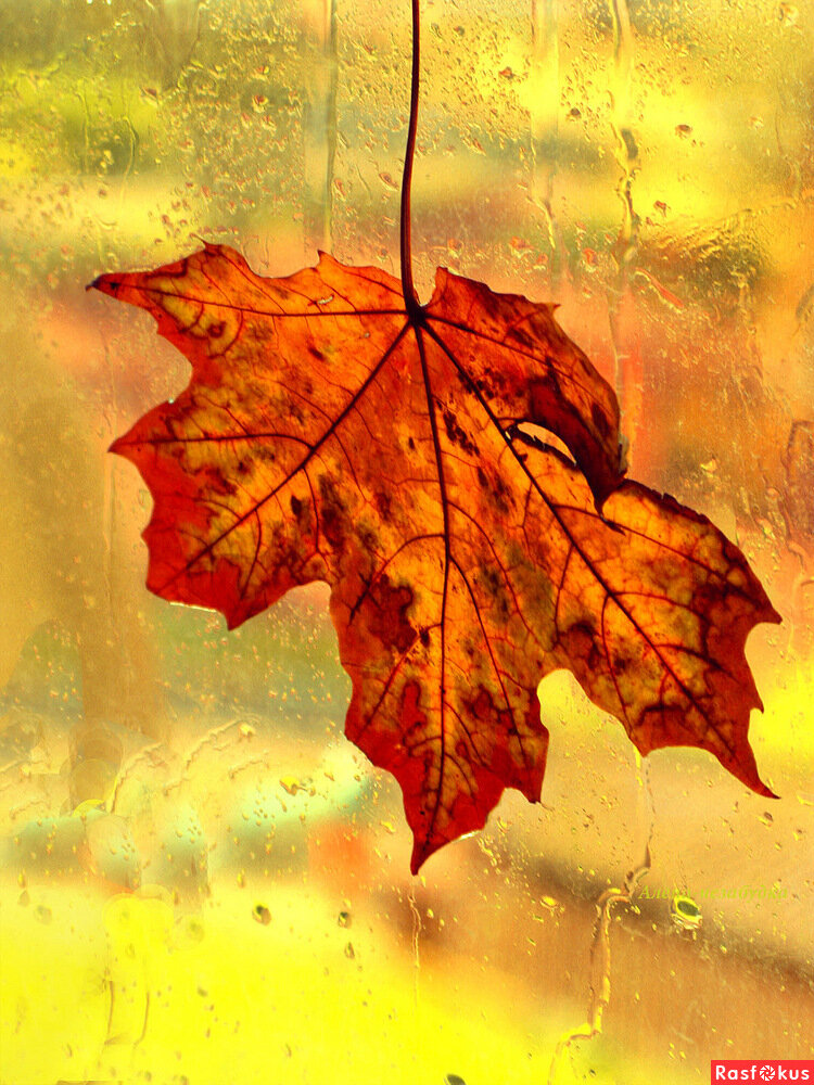 Последний лист... Картинка из открытых источников