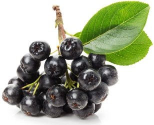 Это чёрноплодная рябина (арония)