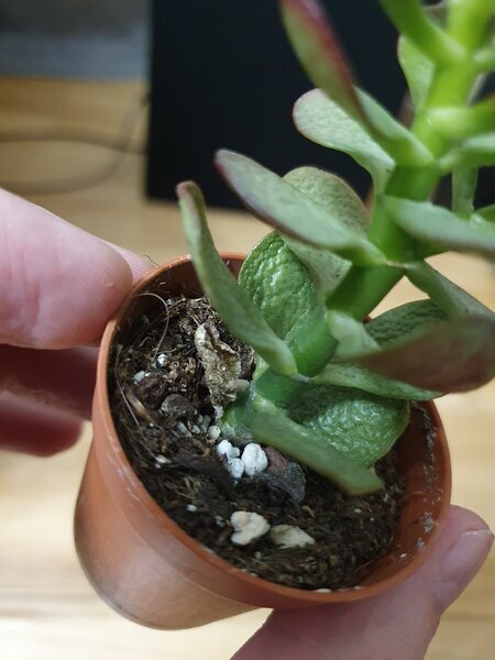 Тактильно - листья очень мягкие и неупругие