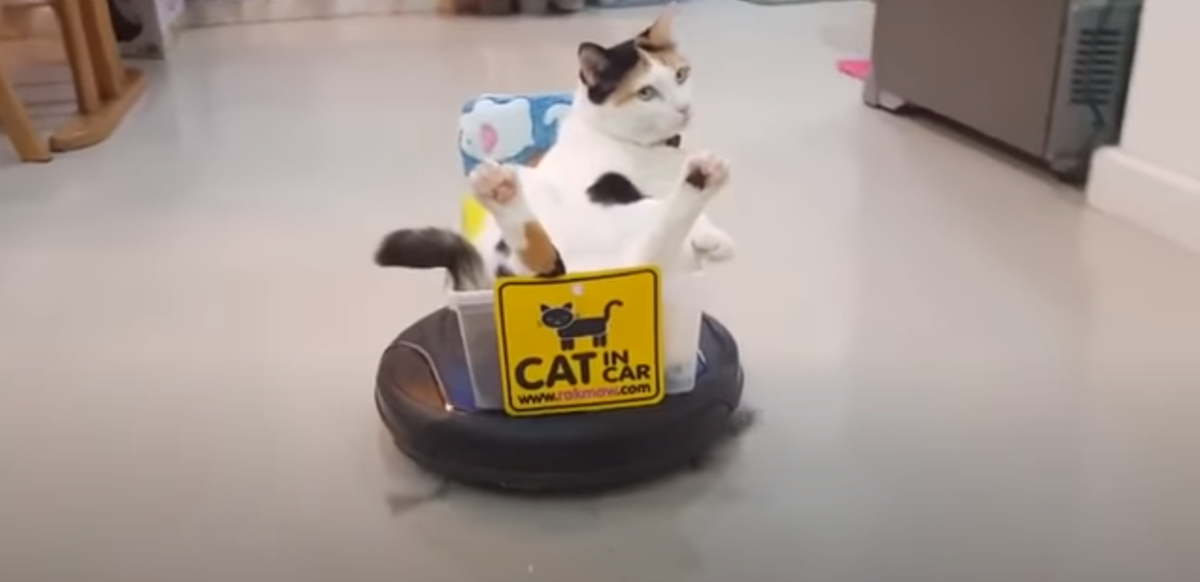 Автомобиль для пушистика! 