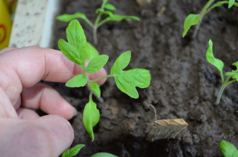 Посеять томаты в апреле на рассаду. Природа будущего с Ларисой Зарубиной сеем перец на рассаду 2022. Когда сеять семена томата Дельта Деливер. Когда сеять табак на рассаду в 2022 году в Белгородской области.