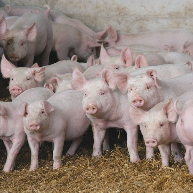 Почему частное свиноводство не выгодно?