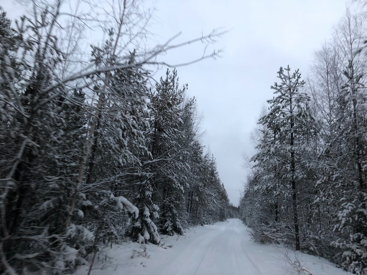 Лесная дорога в Карелии
