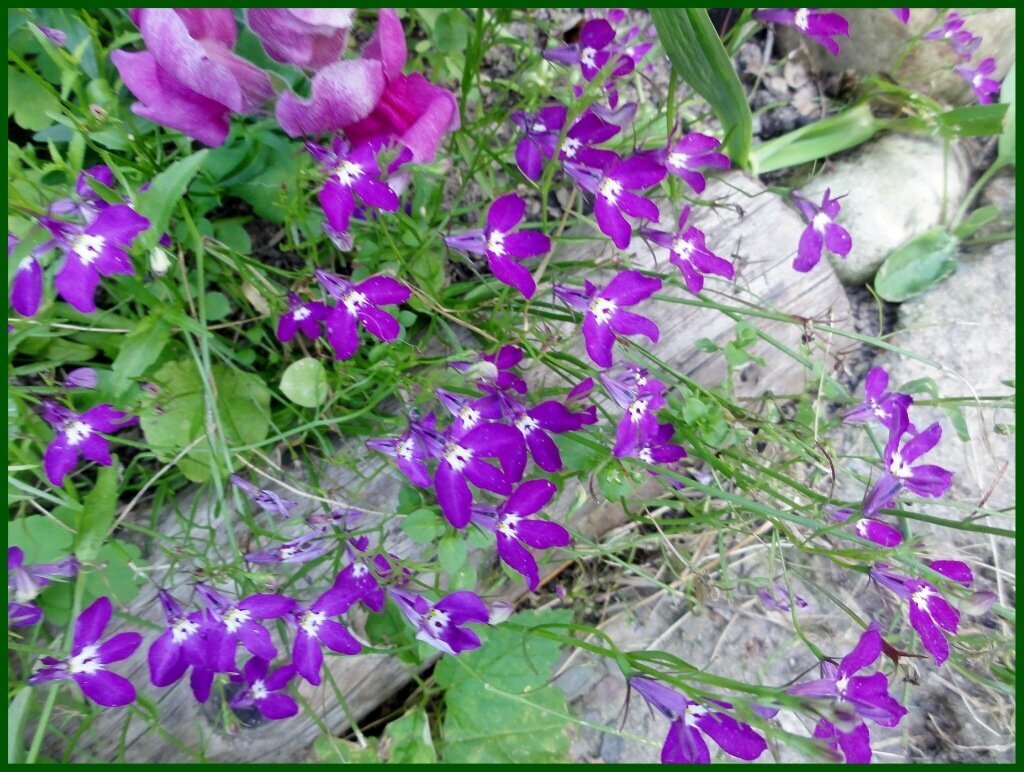 Ампельная лобелия фиолетовая на клумбе. Фото автора. 