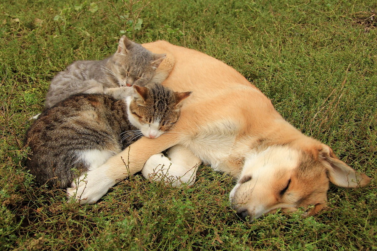 Собака и кошка могут жить мирно