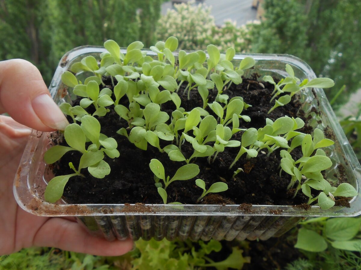 Листовой салат