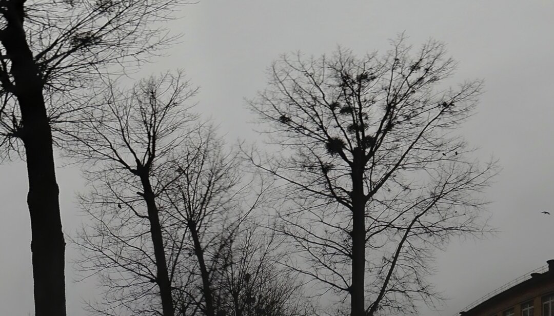 Краткий цикл статей об одной вороне. Не рекомендуется к прочтению людям с наличием психических заболеваний так как они могут найти симптомы и ошибочно диагностировать заболевание, которого нет. 
Есть лишь одно заболевание. Называется она жизнь. Передается половым путем и ведет к смерти. 
Цель серии этих публикаций - оградить читателя от нежелательных событий. Чтобы получить выводы нужно потратить большое количество времени, сил, денег. Проще взять готовые результаты, постараться избежать известных ошибок и жить не смотря на мнение окружающих. 
