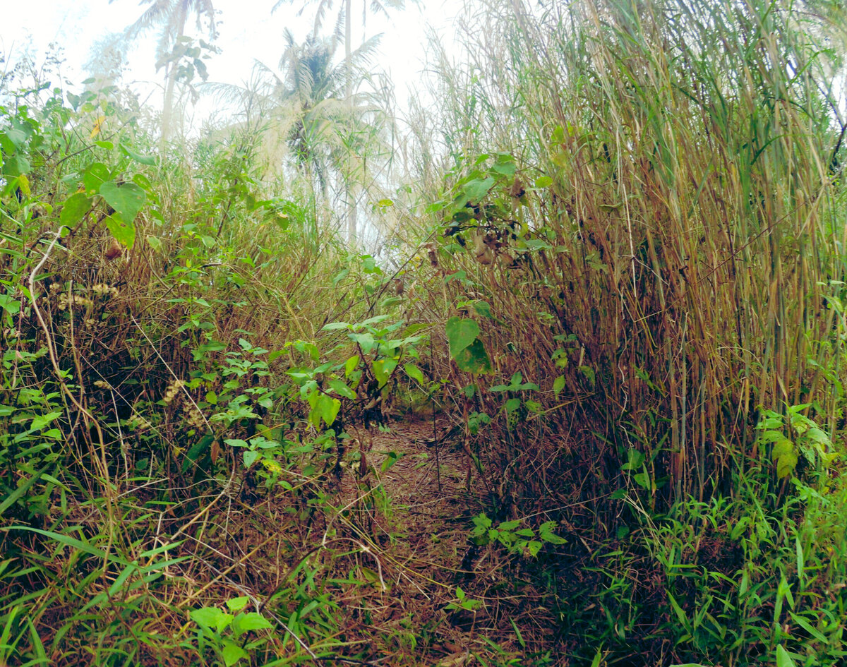 Автор запечетлил заросли, через которые он прошёл. 