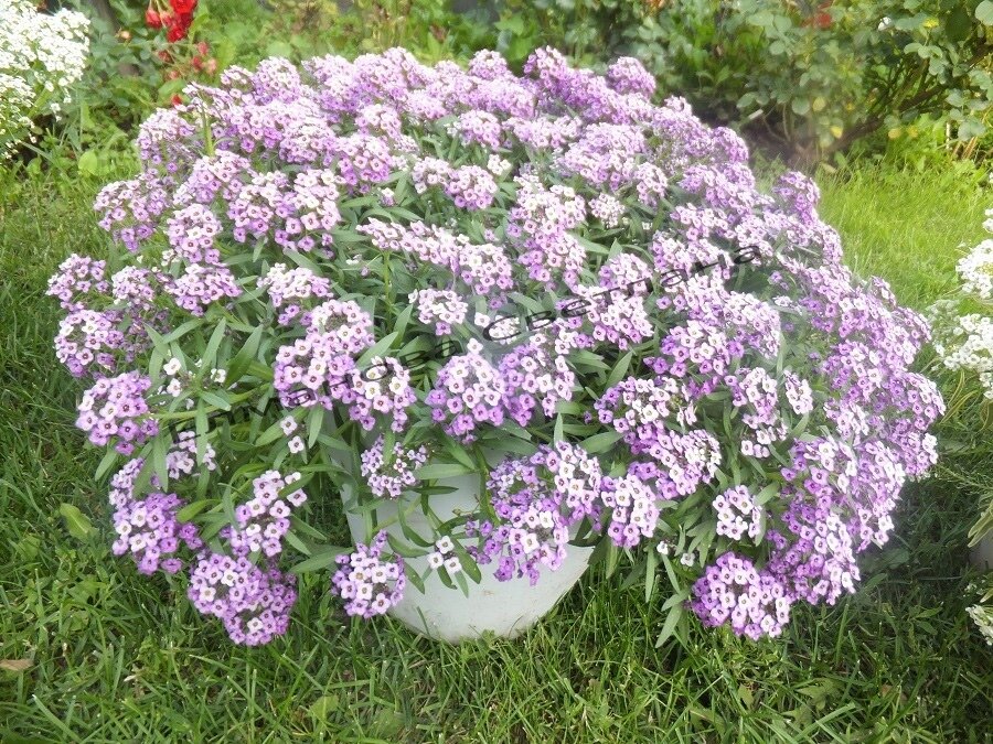 Алиссум raspberry stream. Лобулярия морская. Лобулярия (алиссум) snow princess. Алиссум лючия лавандер. Алиссум white stream.