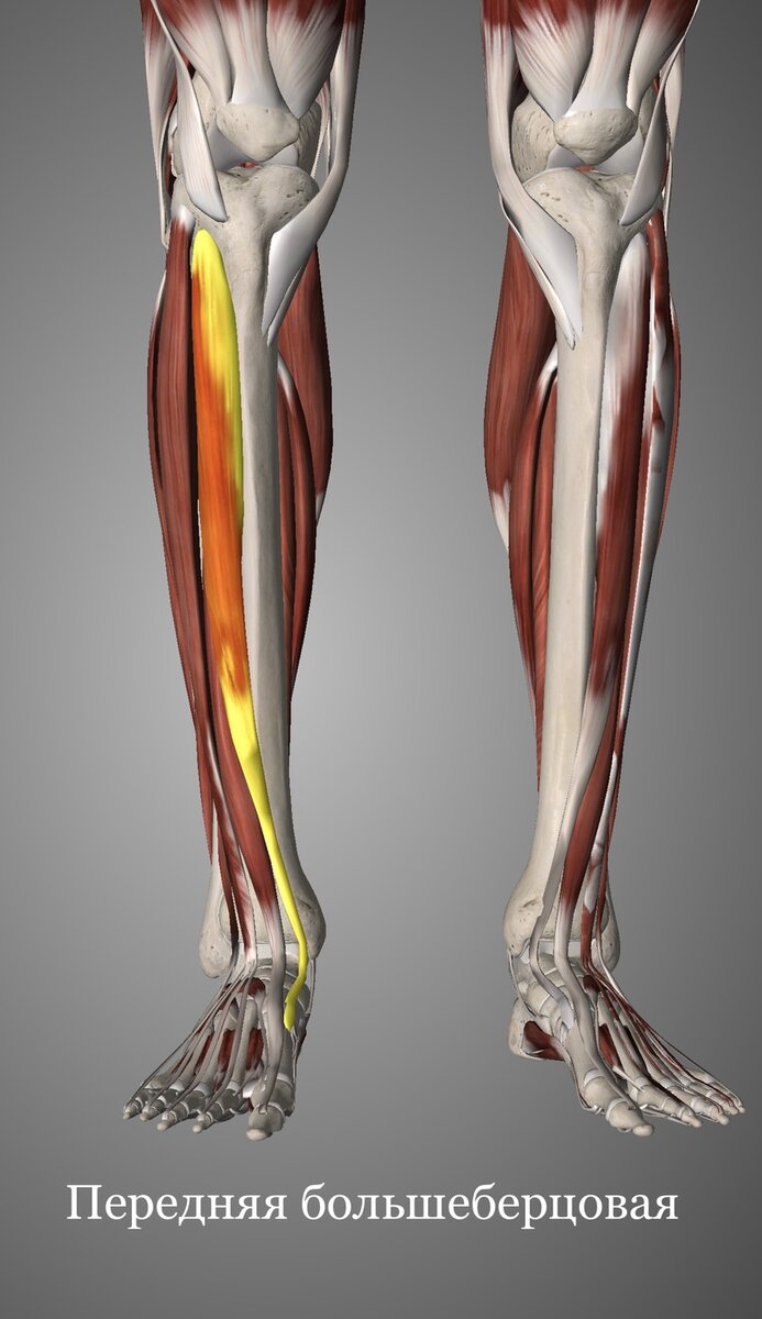 Мышцы нижних конечностей анатомия голень