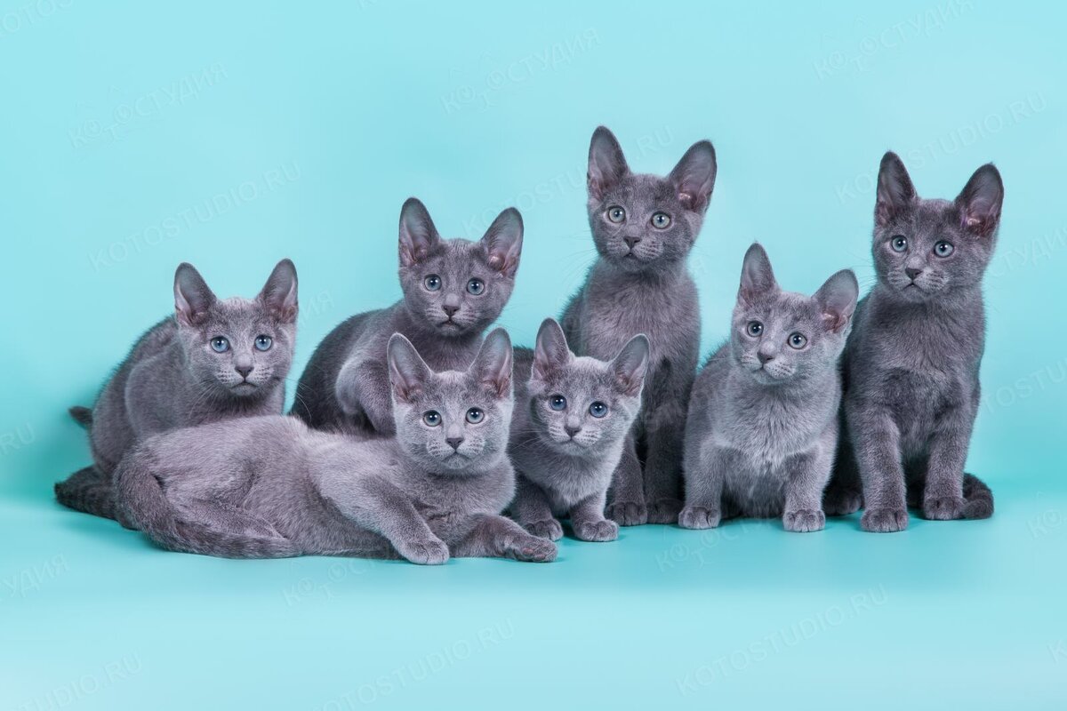 Русская голубая. Источник https://www.google.ru/imghp