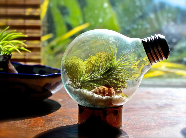 Лампа накаливания – необычное решение для флорариума