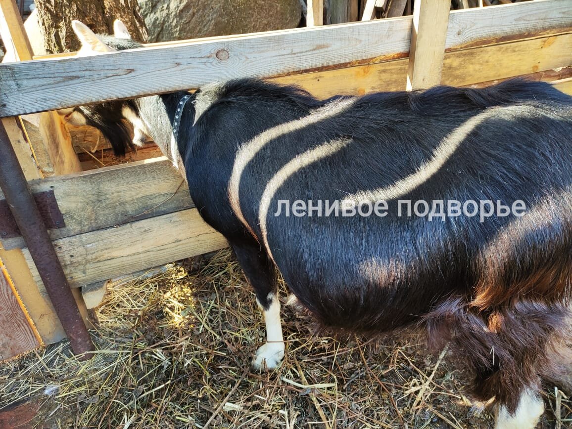 Живот вниз, 4 месяца сукозности