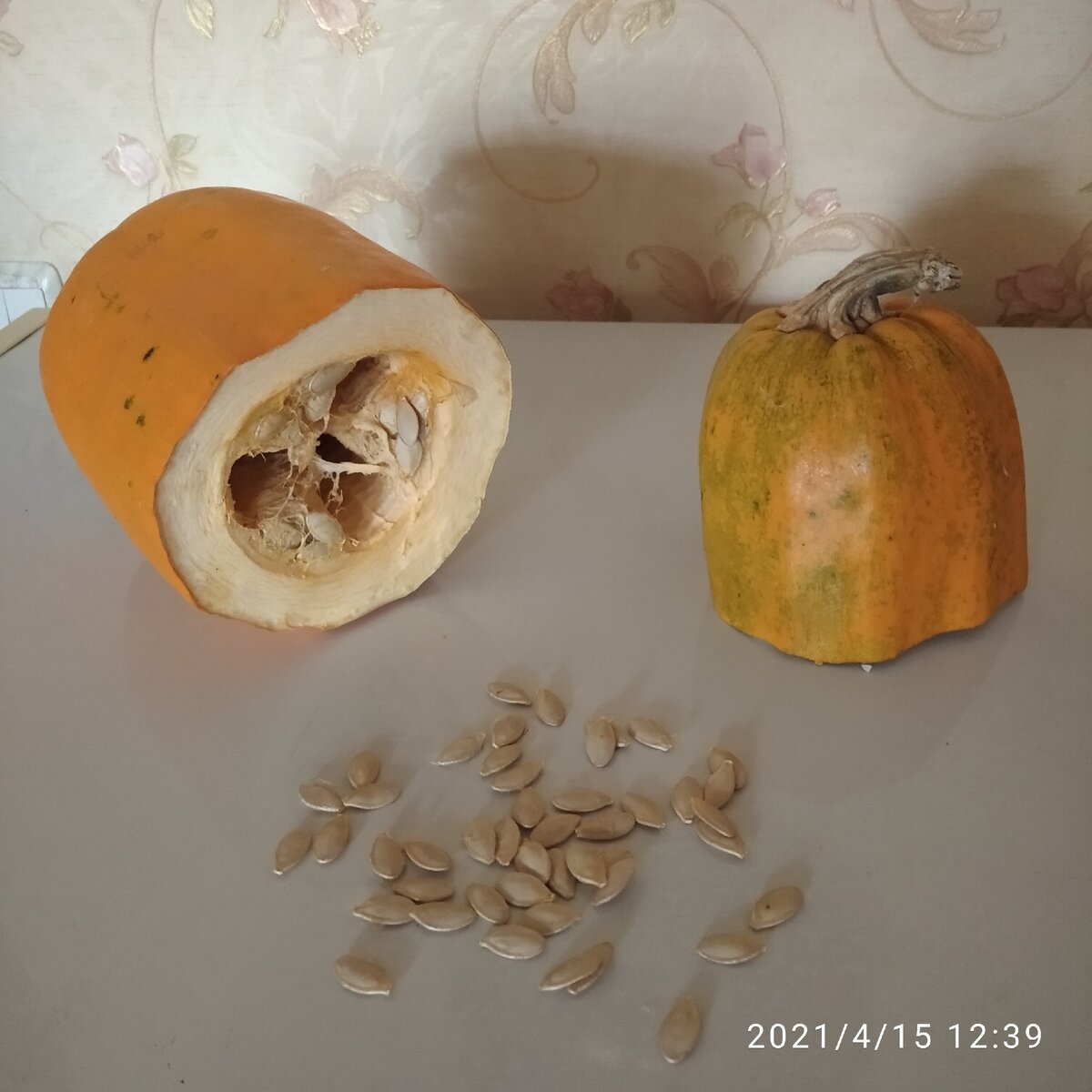 Так выглядит кабачок на 15 апреля. На зиму мы их оставляем штук десять. Они мясистые и корка не жесткая.