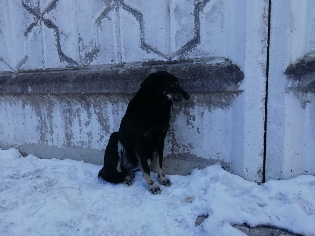 Она прижималась к забору и скалилась на собак, пытаясь найти пятый угол |  