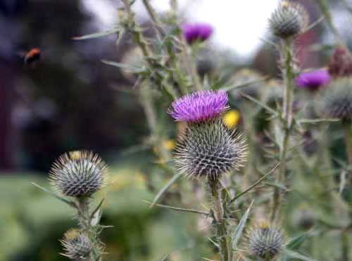 Фото: http://honeygarden.ru