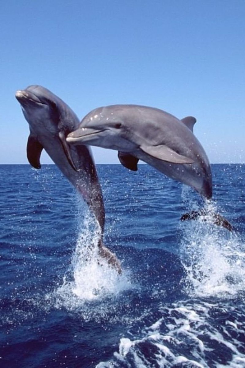 Дельфины
