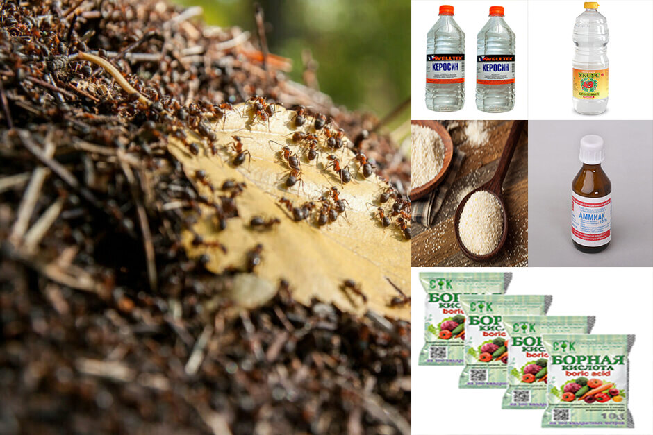 Коллаж автора.