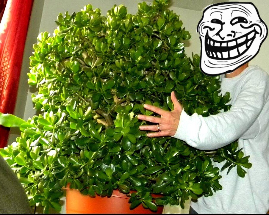 То самое волшебное дерево и его хозяин.