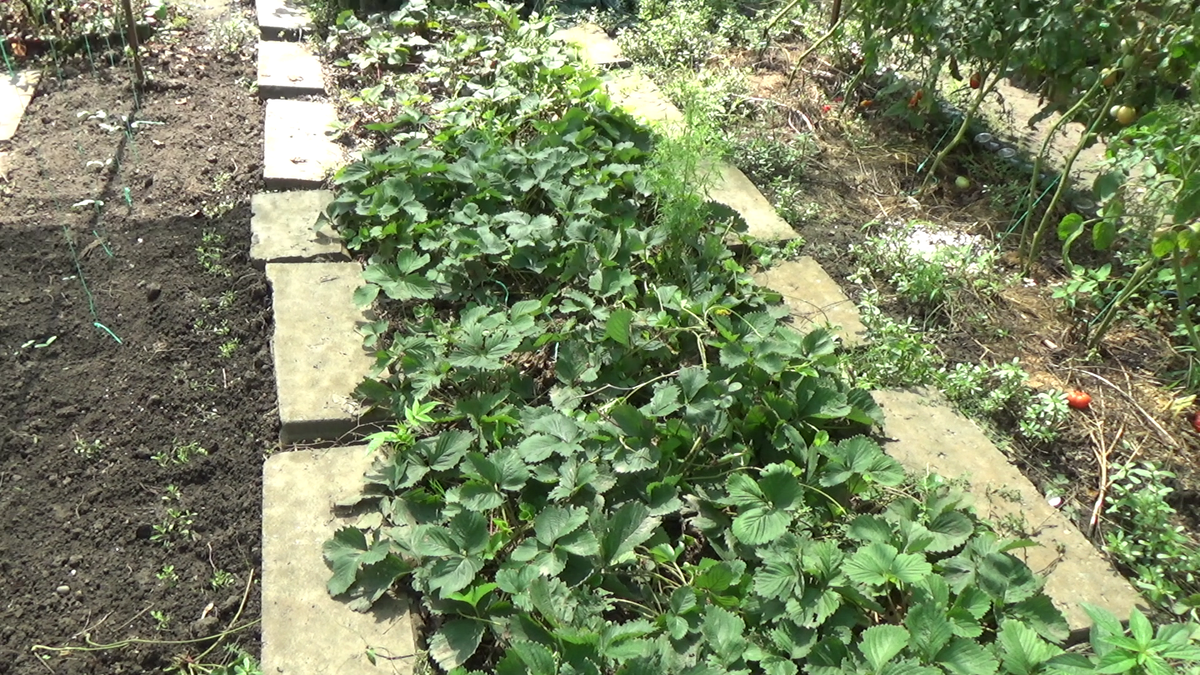 Август. Краснодар