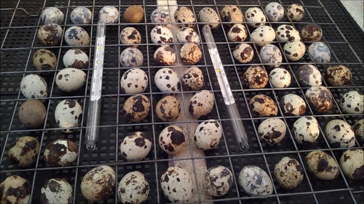 Правильно уложенные спиртовые градусники.