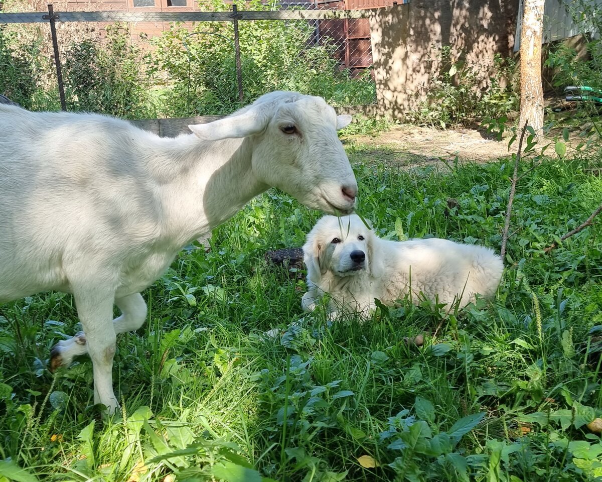 Белая полоса). Струна и Каспер. Фото и животные- автора блога. 