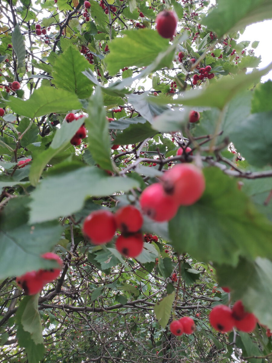 Здравствуйте, дорогие читатели. Наши предки, еще не имея доступа к высококвалифицированной медицинской помощи, лечились народными методами. Собирали травы, коренья, плоды растений. Их сушили и запасали. И если чувствовали недомогание, то готовили чаи, настои. А иногда — отваривали. Но, и сегодня народные рецепты приходят на помощь для исцеления и предотвращения недугов. Одно из наиболее популярных средств – боярышник. Трава «боярышник» – это кустарник, который принадлежит к растительному семейству розоцветных. С греческого языка переводится – «сильный». Кустарник действительно мощный, с крепкой древесиной и повышенной живучестью. С начала 16 века, листочки, плоды и цветки растения начали заготавливать в лечебных целях.

Рассмотрим основные способы укрепления здоровья с помощью боярышника, в том числе — как заваривать боярышник правильно, чем полезен боярышник для организма и как его заваривать сочетая с плодами шиповника.

Польза боярышника для организма и все витамины.
В рукописях найдены упоминания об исцелении сердечных хворей с помощью боярышника. А в древней Греции ягодки боярышника смалывали и добавляли в состав теста для хлеба.

Практически все части растения могут применяться в медицинских целях, но, особой популярностью пользуются плоды и цветы. Рассмотрим, чем же так полезен боярышник.

Плоды содержат много витаминов:
ретинол
аскорбиновую кислоту
филлохинон
токоферол
а также — сорбит
кислоты
дубильные вещества
эфирные масла
В коре есть просто необходимые для оздоровления печени вещества – флавоноиды.

Но, самый ценный элемент – урсоловая кислота. Встречается оно достаточно редко. Данная кислота обладает сосудорасширяющими свойствами, противовоспалительным действием и способствует активной выработке коллагена.


В состав входят и пектины. А данное вещество способствует очищению организма от шлаков, токсичных веществ. Способствует улучшению кровообращения, сосуды становятся менее ломкими.

Боярышник полезен для сердечно-сосудистой системы. Это основная причина популярности его плодов. Врачи гомеопаты рекомендуют употреблять боярышник пожилым людям. Употребление способствует нормализации сердечного ритма, облегчает ишемическую болезнь. Также, способствуют снятию болевых ощущений в области груди, которые часто связаны с нарушением кровообращения. Его часто применяют в лечении постинфарктных состояний, гипертонии. Для людей преклонного возраста, употребление боярышника – один из способов сохранить память. Здоровые сосуды – хорошее питание мозга, а значит — и поддержка памяти.
Чистки организма. Выводит холестерин. Хорошая помощь при ожирении сердца. Лишние жировые отложения на этом, без преувеличения, жизненно важном органе — это его ускоренный износ и перебои в работе. Очень хорошо нормализовать состояние сердца, убрать лишний жир, укрепить мышцы, поможет натуральное лекарство — боярышник.
Снижения частоты приступов мигренозной головной боли. Мигрень способна снизить качество жизни во всех ее аспектах, начиная от работоспособности и заканчивая отдыхом. Снизить частоту приступов и уменьшить их проявление поможет данная трава.
Облегчения симптомов климакса. Он считается чем-то таким далеким, чуть ли не мифическим, пока женщина лично не сталкивается с ним, а происходит это неизбежно. Чтобы встретить этот период максимально незаметно, и с наименьшим дискомфортом адаптироваться к нему, пройти его, употребляйте средства из такого привычного боярышника, это поможет.
Эпилепсии. Это крайне опасное состояние может быть предотвращено, а приступы, в их проявлении, снижены. Практика применения боярышника при эпилепсии показывает его эффективность, которая основана на воздействии, в первую очередь, на нервную систему.
Аллергии. Разные раздражители могут по-разному воздействовать на организм. И проявления их могут быть неодинаковыми. Так, неоднократно они находят свое отражение и в аллергических реакциях, средства из боярышника с которыми борются весьма эффективно.
Усиления действия снотворных препаратов и успокоительных. Эти свойства растения, которое сегодня рассматривается, используются и нетрадиционной медициной и, нередко, официальной. Могут применяться как отдельно, так и в комплексной терапии с другими, в том числе — фармацевтическими, препаратами.
Лечения печеночных колик. Он них можно будет забыть, если использовать данный кустарник регулярно. В других же случаях, они просто не будут так часто и сильно досаждать. Такой положительный эффект основан и на прямом обезболивающем воздействии, и на улучшении состояния печени, нормализации ее функций и работоспособности.
Борьбы с язвенной болезнью. В плодах содержится особая слизь, которая мягко обволакивает желудок. Может использоваться в лечебных или превентивных целях!
Лечения симптомов сахарного диабета. Избавиться от этого недуга, негативно влияющего на состояние всего организма, вряд ли удастся при помощи одного лишь боярышника, но защититься от его отрицательных последствий — вполне реально!
Укрепления иммунитета. Защитные силы организма во многом зависят от его общего состояния. Боярышник воздействует комплексно в решении вопроса с укреплением иммунитета: оздоравливает весь организм и нормализует работу органов иммунной системы.
Устранения диареи при дизентерии. Крепящие свойства данного растения были известны еще с давних времен. И ими очень часто пользовались. И даже сейчас, когда доступны современные фармацевтические препараты, целенаправленно работающие в этом направлении, трава боярышника не утратила своей актуальности.
Снятия стресса и переутомления. Об успокаивающих свойствах уже было упомянуто. Сюда же следует отнести и великолепный, ярко выраженный, антистрессовый эффект от приема препаратов из боярышника.
Стимулирование выработки грудного молока. Лактация может нарушаться по нескольким причинам. Восстановить ее до нормального уровня тоже очень быстро поможет боярышник. Важно: перед использованием боярышника, при беременности и лактации, проконсультируйтесь с врачом.
Теперь, когда понятно кому рекомендуется употреблять боярышник, рассмотрим, как правильно его готовить.

Как заваривать боярышник правильно в термосе — все тонкости
Это самый простой и универсальный способ. При подобном способе получается средний вариант между настоем и отваром.


Пропорции: на каждый литр кипятка, следует добавить 25 ягод боярышника. Но, если хотите получить более насыщенный напиток, то увеличьте количество ягод боярышника, пропорции тем самым тоже увеличиваются.

Поместите боярышник в термос, залейте горячей водой, и оставьте на всю ночь. Утром полезный напиток готов к применению.

Рекомендуется заваривать именно целые плоды, так как они содержат максимум нужных компонентов.

Как правильно заваривать шиповник и боярышник сочетая их вместе
Шиповник, в сочетании с боярышником, помогает в борьбе с низким давлением. Можно также заварить целые плоды сушеного шиповника в термосе, но, стоит увеличить содержание шиповника и снизить содержание боярышника.

Рецепт приведен из расчёта на объём чая 500 миллилитров.

Возьмите 15 грамм шиповника и 8 грамм боярышника. Залейте кипятком и дайте настояться в течение ночи. Утром начинайте употреблять вместо чая.

Если нет проблем с низким давлением, то можно уровнять количество шиповника и боярышника. Употреблять желательно отдельно от еды.

Как заваривать боярышник для сердца и при болезнях сердца
Чаще всего, боярышник заваривают в целях профилактики и излечения болезней сердца, а метод заварки зависит от типа болезни. Как заваривать боярышник для сердца и при болезнях сердца, сейчас расскажу. Хотя, можно заваривать обычный чай с добавлением ягодок боярышника и дополнительных трав. Понадобится 20 грамм ягодок, залейте их 200 миллилитрами кипятка, можно добавить мед.

Для борьбы со стенокардией, приготовьте настой. На 250 миллилитров воды понадобится 15 грамм ягод. Залейте кипяточком и настаивайте в течение 8 часов. Утром сцедите настой через марлю. Пить следует по 250 миллилитров за час до трапезы.

Для укрепления миокарда. Понадобится 15 грамм измельченных плодов боярышника. Залейте 250 миллилитров кипятка. Дайте отстояться 120 минут. Затем, процедите жидкость. Употребляйте 3 раза по 125 миллилитров до принятия пищи трижды за день.

Для поддержки сердца и лечения кардионеврозов. Понадобятся не только плоды, но и ветки и листики, кустарника. Для поддержки сердца, добавьте полевой хвощ и птичий горец. Для лечения кардионевроза – ромашку и пустырник. Перемешайте ингредиенты в равной пропорции и 15 грамм залейте 250 миллилитрами кипяточка. Пейте вместо чая.

От стенокардии. Залейте 250 миллилитрами кипятка 5 грамм цветов. Накройте крышкой. Прогрейте состав с помощью водяной бани 15 минут. Дайте время охладится. Процедите. Увеличьте объем жидкости на 200 миллилитров. Выпивайте полстакана трижды в день.

Как заваривать сушеный боярышник и как пить
Чаще всего, употребляются сушенные плоды данного растения. Но, можно использовать и его листья, и даже ветки. Они проявляют положительный эффект при любом из состояний, описанных выше. Как приготовить домашнее целебное средство по универсальному рецепту — смотрите дальше.

Лучше всего для заваривания использовать качественный термос, в нем удается получить максимально полезное средство, полностью раскрыв целебный потенциал растения.
Само растение не нужно измельчать. Плоды, листья и стебли должны быть как можно целее — в естественном виде.
В термос класть боярышника примерно 15 граммов на 1 литр кипятка.
Залить растение крутым кипятком, но термос сразу не закрывать, а дать ему постоять открытым, пусть он «подышит» (до 10 минут).
Закройте термос и оставьте настаиваться на 7-8 часов.
Употреблять такое средство можно при большинстве известных случаев, о которых было рассказано выше, по 2-3 столовые ложки 2-3 раза до еды. Вот так просто и легко заваривать сушеный боярышник.

Настой, отвар и чай из боярышника
Для приготовления настойки существует несколько рецептов. Приведу самые проверенные.

Для больных аритмией и стенокардией
Понадобится 15 грамм ягод, их залить 250 миллилитрами воды, кипятите на слабом огне, после — сцедите и увеличьте объем на 200 миллилитров воды. Выпивайте отвар трижды в день по ложке.


Настойка на водке
Соберите плоды, цветы и листья. Залейте сбор обычной водкой, но так, чтобы она полностью покрывала смесь. Закройте посуду и дайте отстояться 30-50 дней в тепленьком местечке. В процессе настаивания, немного стряхивайте сосуд ежедневно. Когда настой готов, профильтруйте его. Выпивайте по ложечке с утра и перед сном. Цикл употребления: 31 день, после месячного перерыва можно повторить процедуру (курс).

Настой с успокоительным эффектом
Ингредиенты – цветы боярышника, корень валерианы, пустырник. Составьте сбор в равных пропорциях. Налейте к 15 граммам сбора 250 миллилитров кипятка. Пусть настоится 60-120 минут. Процедите и выпивайте по четвертинке стакана четырежды в день до еды.

Для профилактики инфаркта миокарда
Подойдет смесь из боярышника и пустырника. Смешайте 8 грамм сбора, залейте 250 миллилитрами кипятка, настаивайте 60 минут. Процедите. Следует употреблять треть стакана за один час до завтрака, обеды и ужина.

Для профилактики болезни расширения вен
Понадобится составить сбор: 3 части цветков боярышника и душицы к 4 частям зверобоя и пустырника. Вечером залейте в 15 грамм сбора 250 миллилитров кипятка. Пусть простоит ночь. Пейте по полстакана за 60 минут до того, как решите покушать.

Профилактика инсульта
Приготовьте смесь: 2 части ягод боярышника и шиповника и 1 часть аронии черноплодной и семечек морковки. Залить около 45 грамм смеси одним литром кипятка. Пусть постоит три часа. Принимайте 6 раз за день по 125 миллилитров.

При гипертонии
При гипертонии, на 750 миллилитров воды добавьте 45 грамм молотых ягодок боярышника. Настаивайте 30 минут, после — процедите.

Для снятия желудочных болей
Нужно заварить сухие ягоды боярышника водой, и распарить в духовке, но, не допускайте закипания. Готовые плоды ешьте, пока они теплые, а остальную жидкость — пейте.

При головокружении
Поможет следующий отвар. Ложку плодов залейте стаканом кипятка. Настаивайте 120 минут в темном помещении. После — тщательно профильтруйте. Принимайте по 2 ложечки четыре раза в день до употребления пищи.

Измельчите 100 грамм плодов боярышника в мясорубке. Возьмите 500 грамм водочки. Залейте, и пусть стоит неделю. Избегайте попадания солнечного света. Периодически немного взбалтывайте сосуд. В конце 8 дня отфильтруйте настойку через марлю. Выпивайте по 30 капелек трижды в день.

Помощь при климаксе
Перемешайте ягоды и цветы боярышника поровну. Залейте 250 миллилитров кипятка на 15 грамм смеси. Настаивайте 120 минут в термосе, а после — сцедите. Принимайте трижды в день по «полустаканчику» за минут 30 до трапезы. Курс длится половину месяца.

При мигренях приготовьте «напар» из цветков
Замешайте цветы и воду в пропорциях 15 грамм цветков и 250 миллилитров кипятка. Пейте трижды в день по 250 миллилитров.

Настойка с соком цветов боярышника
Пропорции: 1 часть сока к 2 частям спирта. Настаивать 2 недели. Принимать трижды в день по 40 капель на ложку воды. Для приготовления сока цветов, соберите свежие цветы боярышника, отожмите. Можно пить отдельно по 10 капель сока до трапезы.

Для снижения давления в артериях
Возьмите ингредиенты: плоды боярышника/трава пустырника/сушеница/цветы ромашки – 4/4/4/1. Приготовьте смесь. Залейте 15 грамм смеси стаканом воды, нагретой до кипения. Настаивайте 60 минут. Пейте по столовой ложке трижды, в течение 12 часов, перед трапезой.

Также, в народном лечении принято употребление раствора сока боярышника и его ягод. Рецепт приготовления сока: помойте один килограмм ягод боярышника, залейте литром воды и варите в течение двух часов на медленном пламени.

После — протрите ягоды, можно воспользоваться ситом. Добавьте столовую ложку сахара-песка и доведите до кипения. После — охладите. Можно выпивать четыре раза за день вместе с ложкой меда.

Делают даже варенье с ягодами боярышника. И также они (ягоды) широко применяется в фармакологии.


А сейчас хочу рассказать вам, как заготовить боярышник для лечения и когда, все тонкости заготовки и сбора.

Когда заготавливать боярышник и как?
✔  Место сбора цветов и плодов боярышника должно находиться достаточно далеко от трасс и крупных городов.

✔  Не собирайте цветы и плоды сразу после дождя, так как вы усложните процесс заготовки.

✔  После сбора, следует поместить цветы и плоды в сушилку.

✔  Если у вас нет сушилки, то можно высушить плоды и на солнышке. Расстелите полотно и тонким слоем разложите боярышник.

✔  Подобный запас может храниться в течение 12 месяцев.

✔  Сбор цветов осуществляйте в период цветения – месяц июнь. Он длится максимум 5 дней.

✔  А вот плоды собирают с сентября по октябрь, а иногда и после наступления первых морозов.

✔  Также, ягоды можно сушить и в духовке. Готовность определяйте на ощупь, ягоды не должны слипаться в руках.

Чем полезен боярышник и его лечебные свойства вы знаете, но есть ли противопоказания у этих столь полезных плодов.

Кому противопоказан боярышник — вред 
Как и у любого лекарственного растения, существуют противопоказания к приему. Не стоит употреблять отвары, настои, чаи с боярышником, если!

У вас аллергия на боярышник.
Вы — ребенок младше 13 лет.
Принимаете антиаритмические лекарства.
Вы беременны. Есть вероятность самопроизвольного прерывания беременности в результате употребления. Не употребляйте именно ягоды, если вы кормите ребенка грудью, без предварительной консультации доктора.
Вы перенесли инсульт.
И следует помнить:
Если слишком долго употреблять средства с боярышником, может произойти сбой сердечного ритма.
Излишнее поедание ягод может вызвать отравление, головную боль, даже нарушить работу почек.
Если после приема пищи проводить прием настоек из боярышника, то может возникнуть рвота, спазмы кишечника и сосудов. В случае недомогания, следует снизить концентрацию или вообще прекратить прием.
После употребления боярышника не пейте воду слишком низкой температуры, в противном случае могут возникнуть колики.
Строго отслеживайте дозировку средств, чтобы избежать побочных эффектов. Норма — чуть менее 100 граммов ягод для взрослого человека.

При любом народном лечении, стоит предварительно получить консультацию врача. Не злоупотребляйте боярышником во избежание негативных последствий.

Не употребляйте боярышник, если ваша профессия требует высокой концентрации внимания и быстрой реакции.

Боярышник – отличное растение, которое поможет укрепить ваше сердце, сосуды и нервную системы.

Подбирайте наиболее удобный и действенный способ приготовления лекарственного средства и применяйте его согласно рекомендациям.

