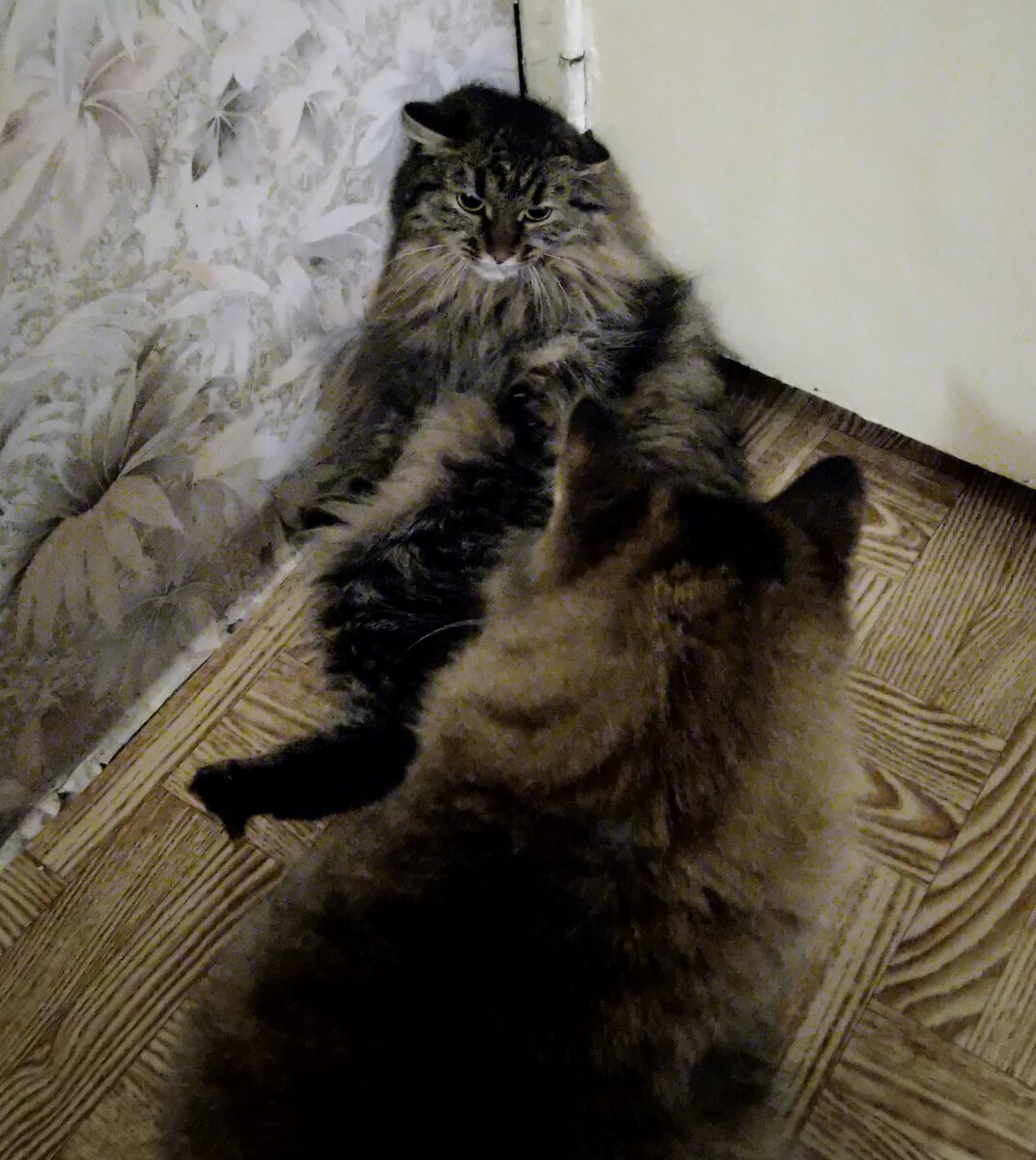 Коты выясняют, чье суждение является истиной, а чье заблуждением.