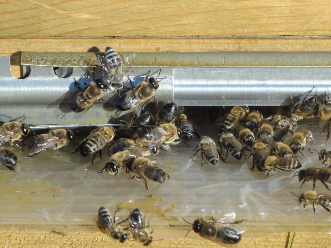 | Фото: пчеловода Екатерины Петриковой из Ялуторовска