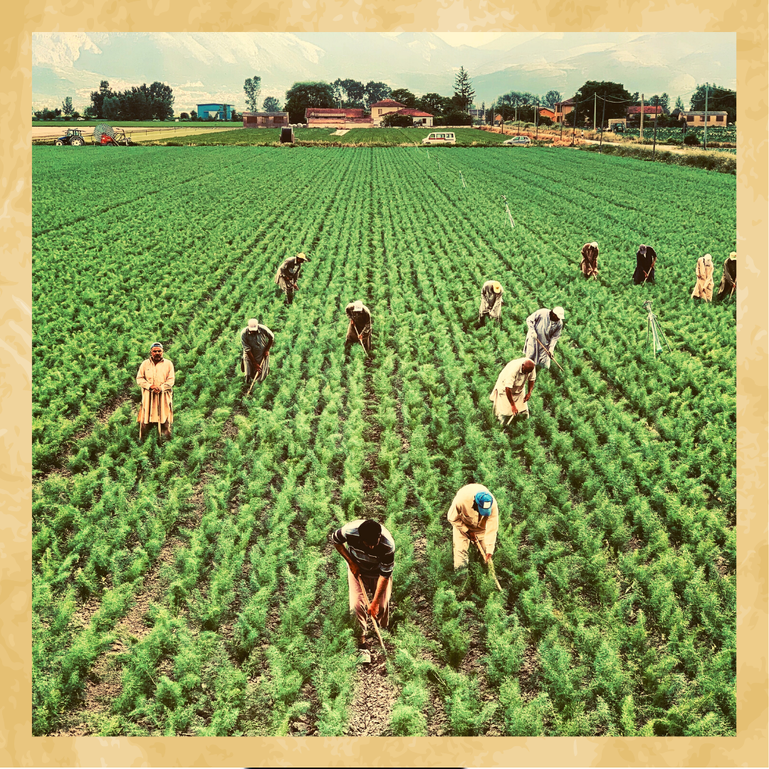 Гаитяне на плантации.