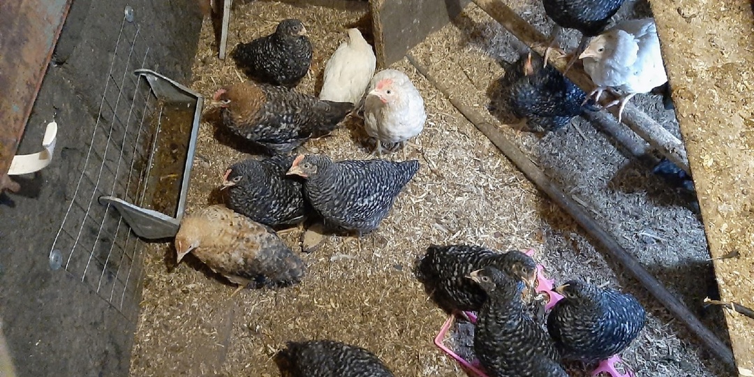 Живые бактерии для подстилки - технология запуска