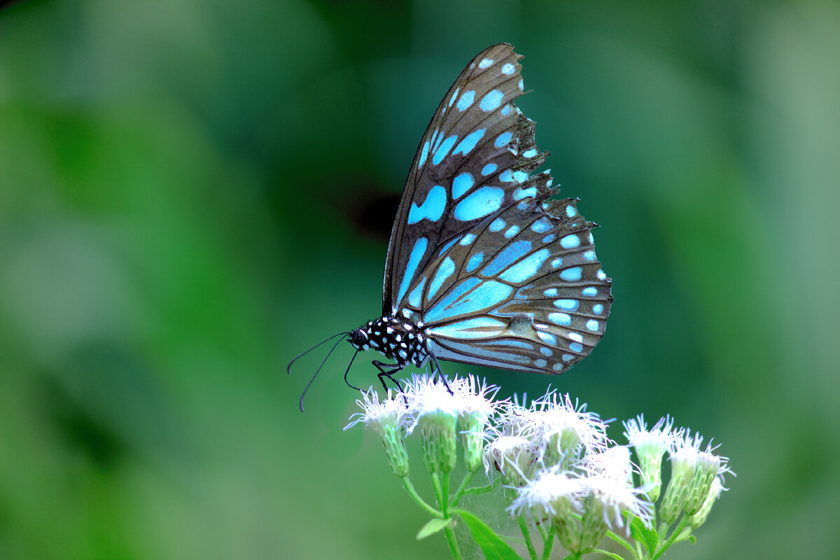 Бабочки цветы Изображения – скачать бесплатно на Freepik