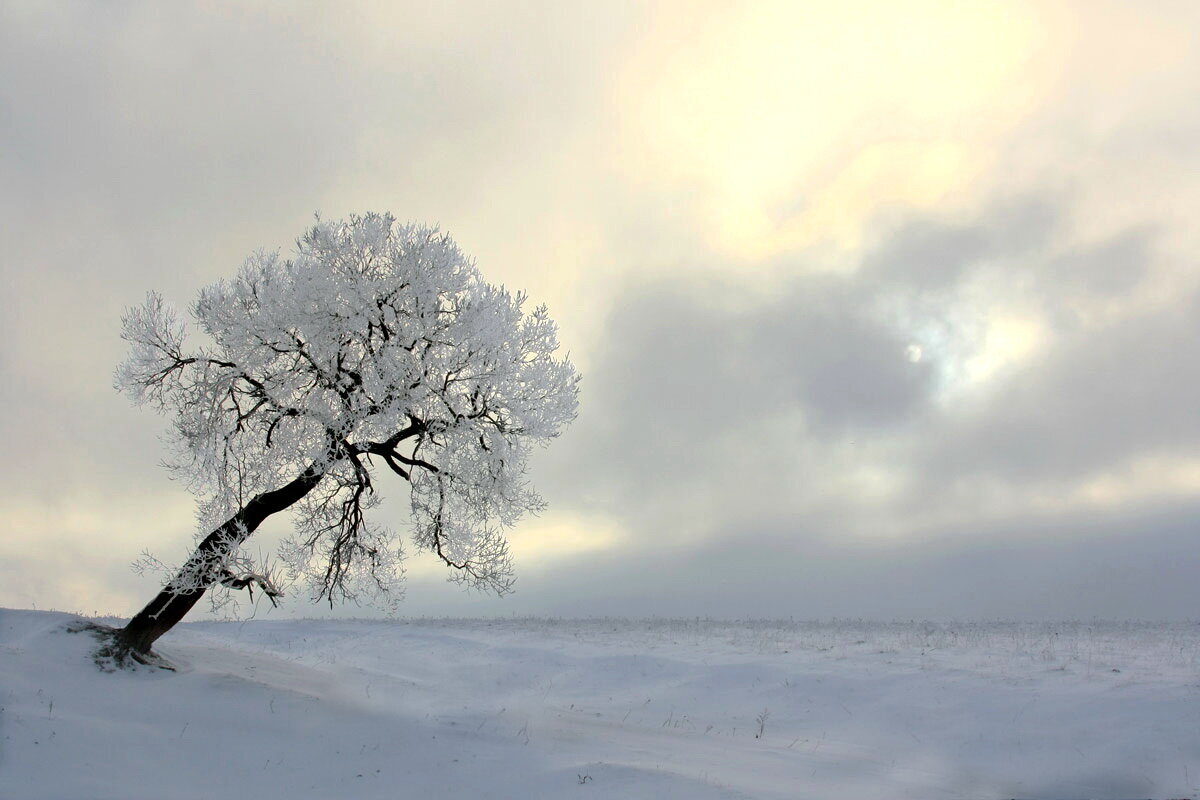 Грусть зимой. Зимнее дерево. Зима грусть. Тоскливый зимний пейзаж.