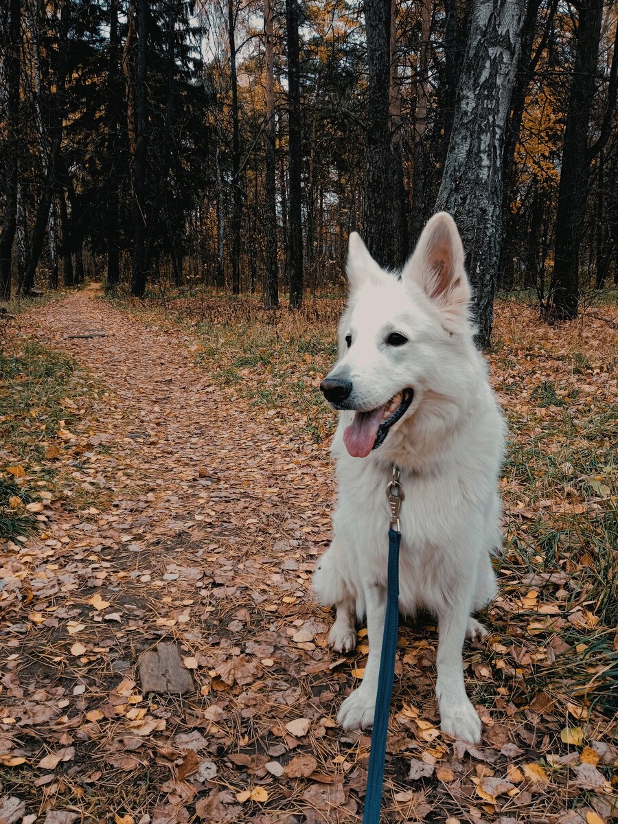 белая швейцарская овчарка Линда