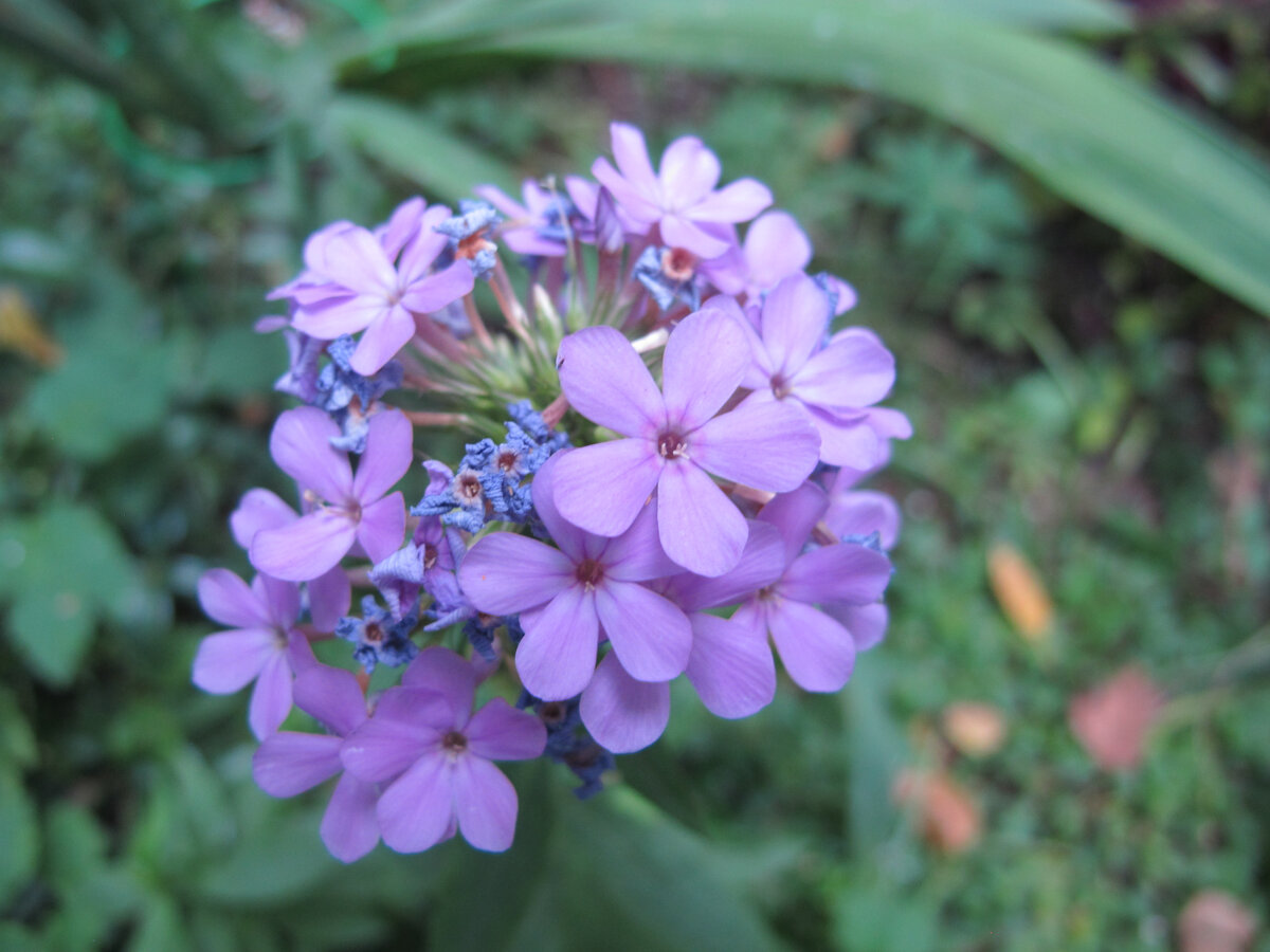 Не пахнет почти. Да и понюхать проблема - 25 см от земли, это еще наклониться надо!)