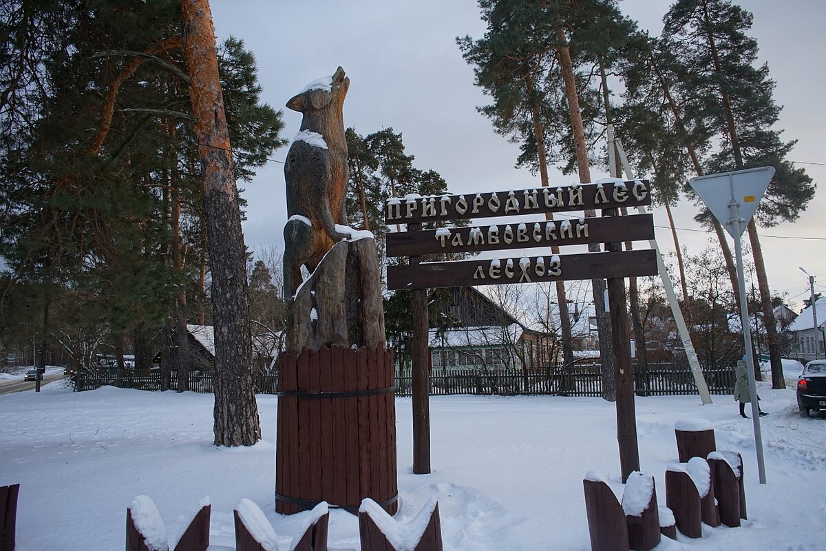 Тамбов в начале 2022 г. - пригородный лес и утки на реке Цна | Путешествия  с А. Мананниковым | Дзен