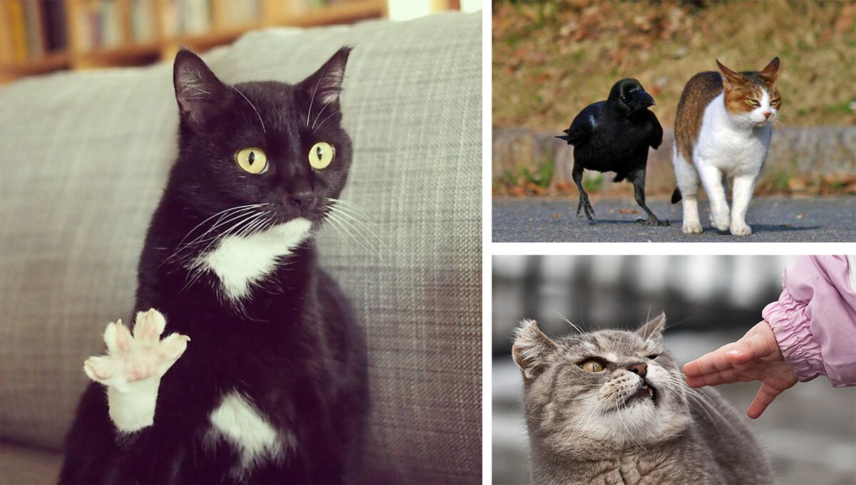 Фото перерисовка с тремя кошками. Кот тремот фото. Дагестанские 3 кота.