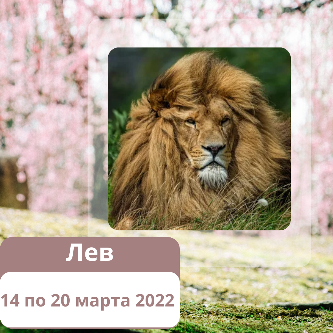Гороскоп для Львов. Львов в марте. Таро лев на неделю 2024