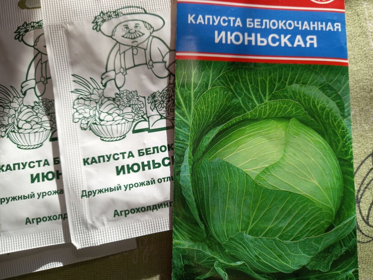 Настала пора для посева ранней капусты. Как я это делаю. Подробности для  желающих | Провинциальные хроники | Дзен