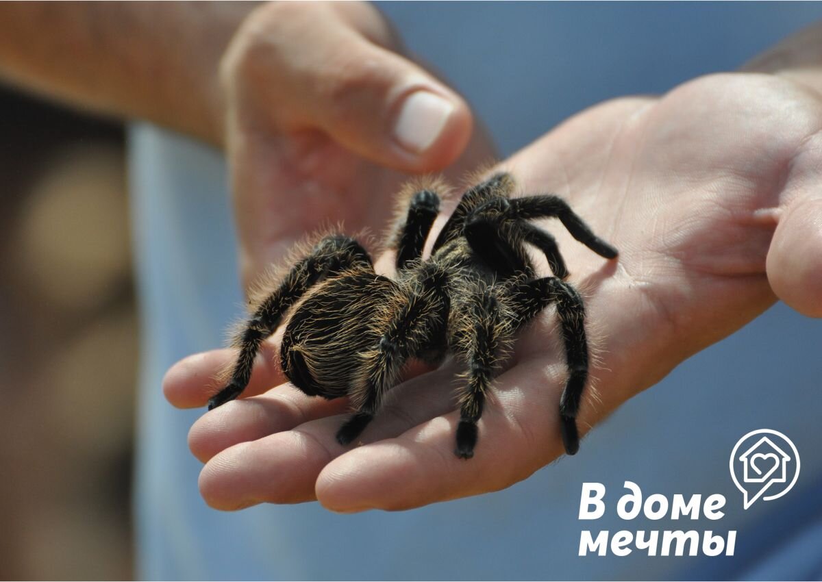 Домашний паук: плюсы и минусы экзотического питомца | В доме мечты! | Дзен