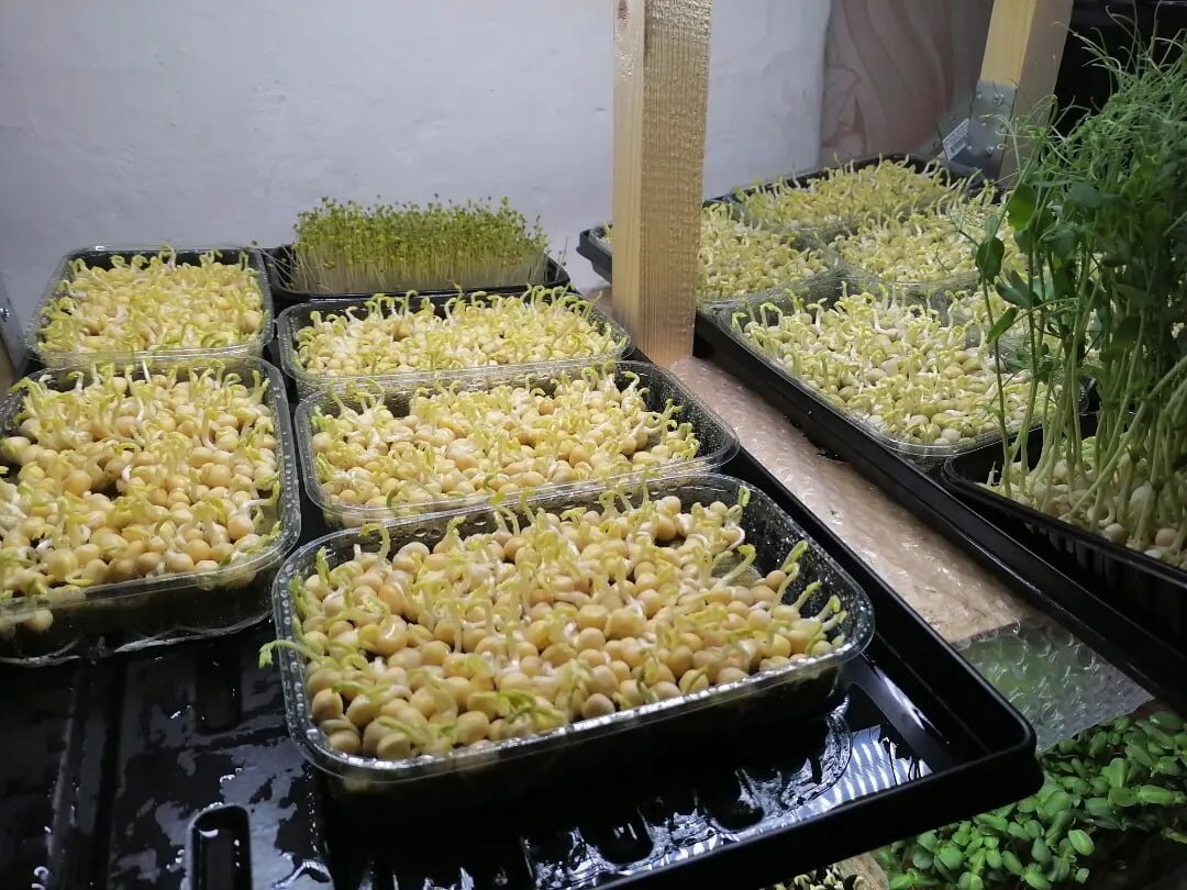 Один бокс гороха  на 2022г стоит от 150-200 рублей. 