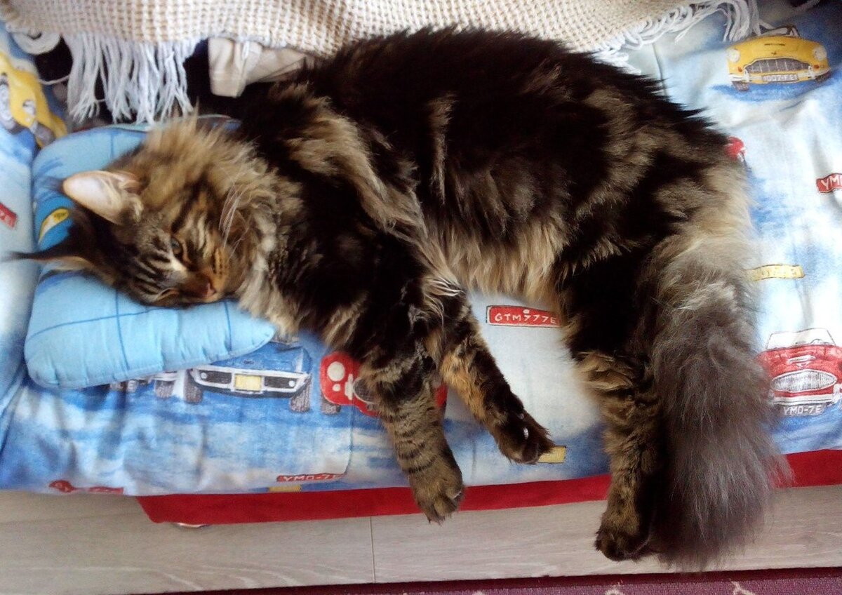 Уставший кот - тихий кот.