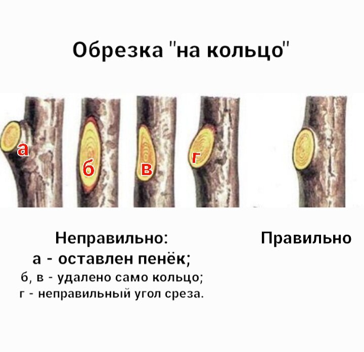 Обрезка "на кольцо"